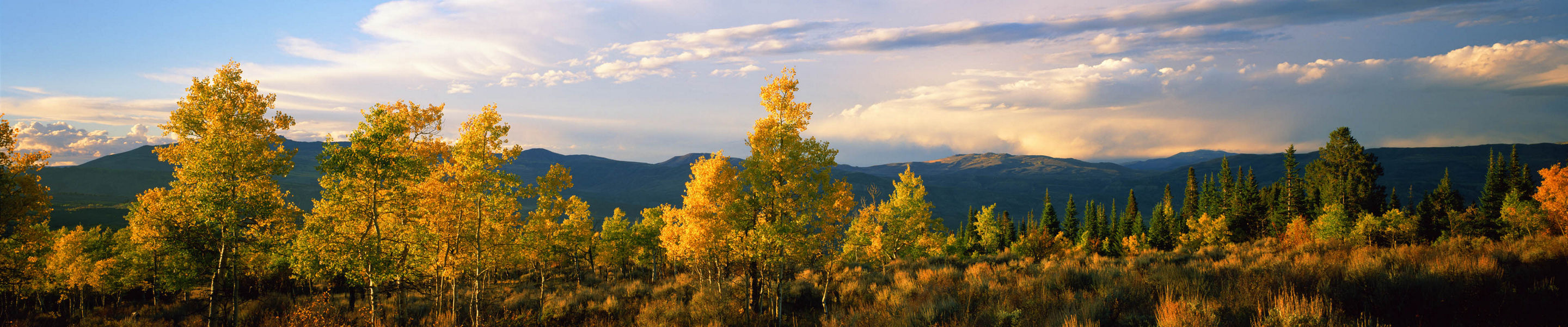 Golden Aspen Trees In Vail, CO.