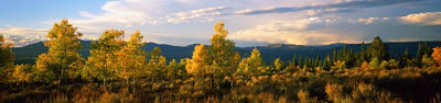 Golden Aspen Trees In Vail, CO.