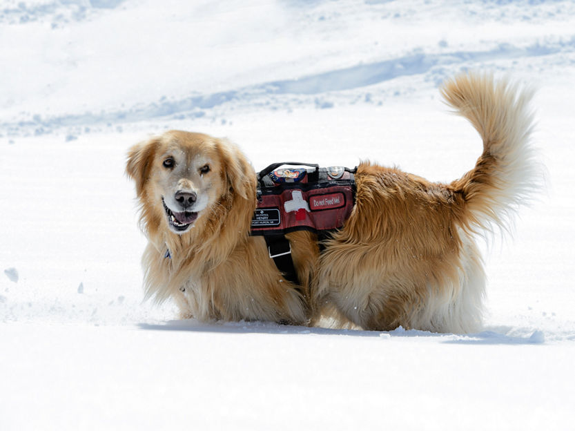 Ski Patrol with Avalanche Rescue Dog In Vail, CO.