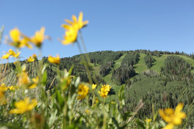 A scenic view of wildflowers and a  Mountain in Park City Mountain Resort, UT.