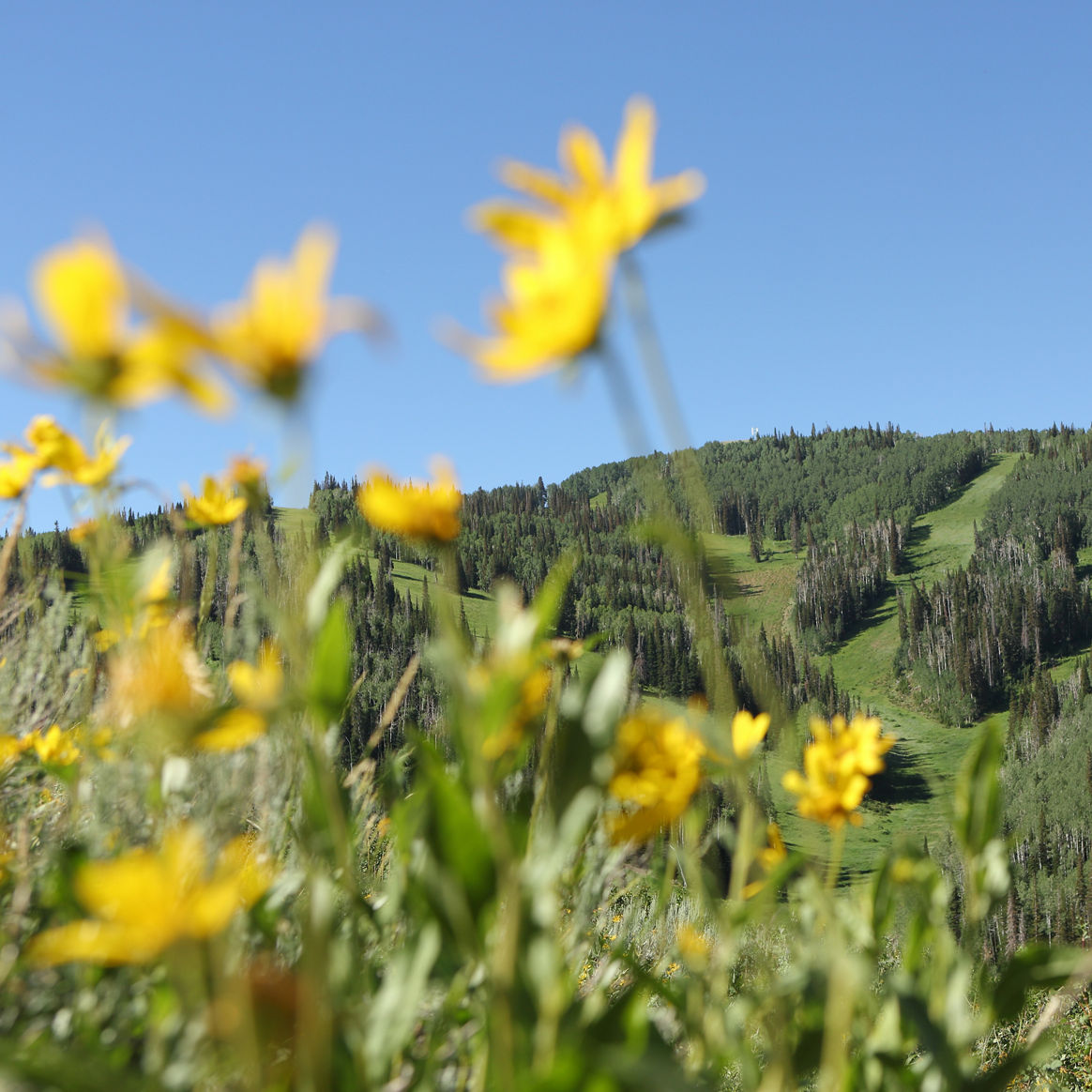 A scenic view of wildflowers and a  Mountain in Park City Mountain Resort, UT.