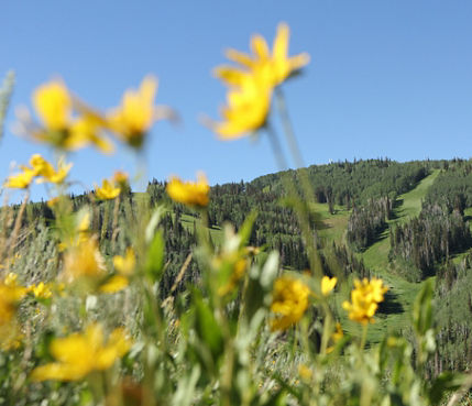 A scenic view of wildflowers and a  Mountain in Park City Mountain Resort, UT.