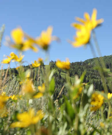 A scenic view of wildflowers and a  Mountain in Park City Mountain Resort, UT.