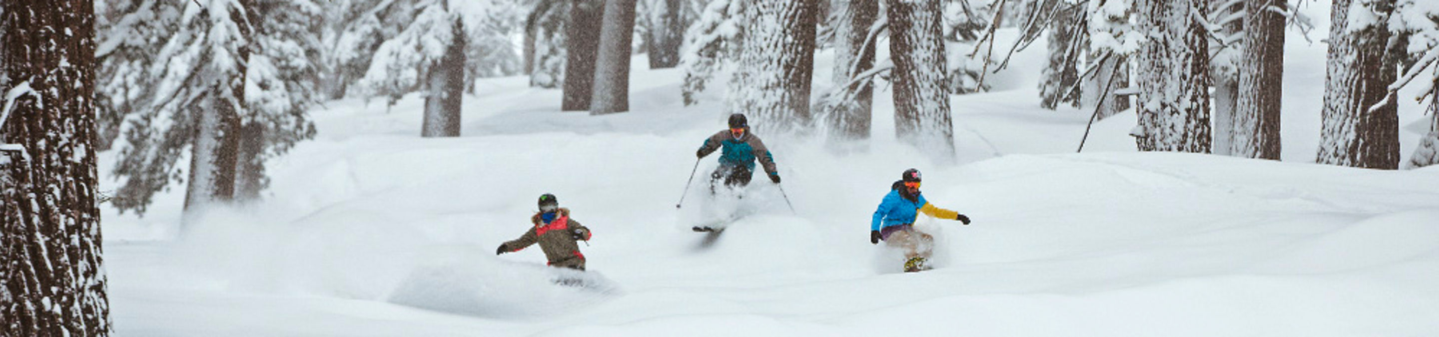 Three Riders in Powder through Trees at Heavenly