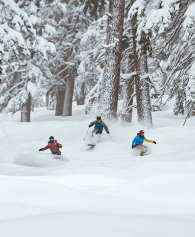 Three Riders in Powder through Trees at Heavenly