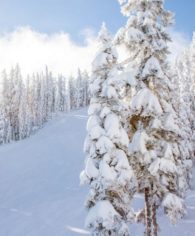 Snowy Trees Near a Ski Run at Northstar California Resort