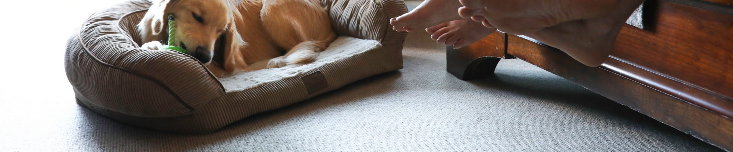 Dog-friendly room at The Lodge at Vail in Vail, CO.