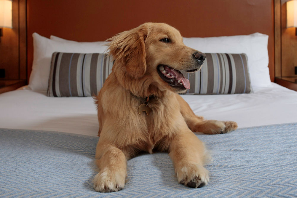 Bed in dog-friendly room at The Lodge at Vail in Vail, CO.
