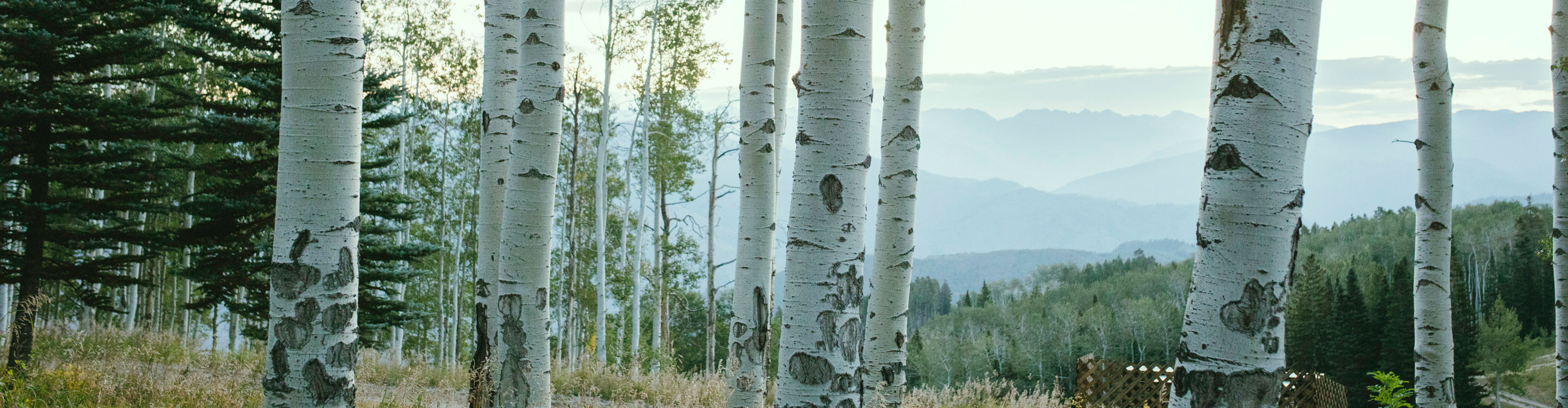 Aspen trees in nature in Beaver Creek, CO.