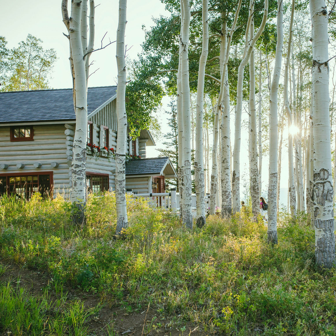 Aspen trees in nature in Beaver Creek, CO.
