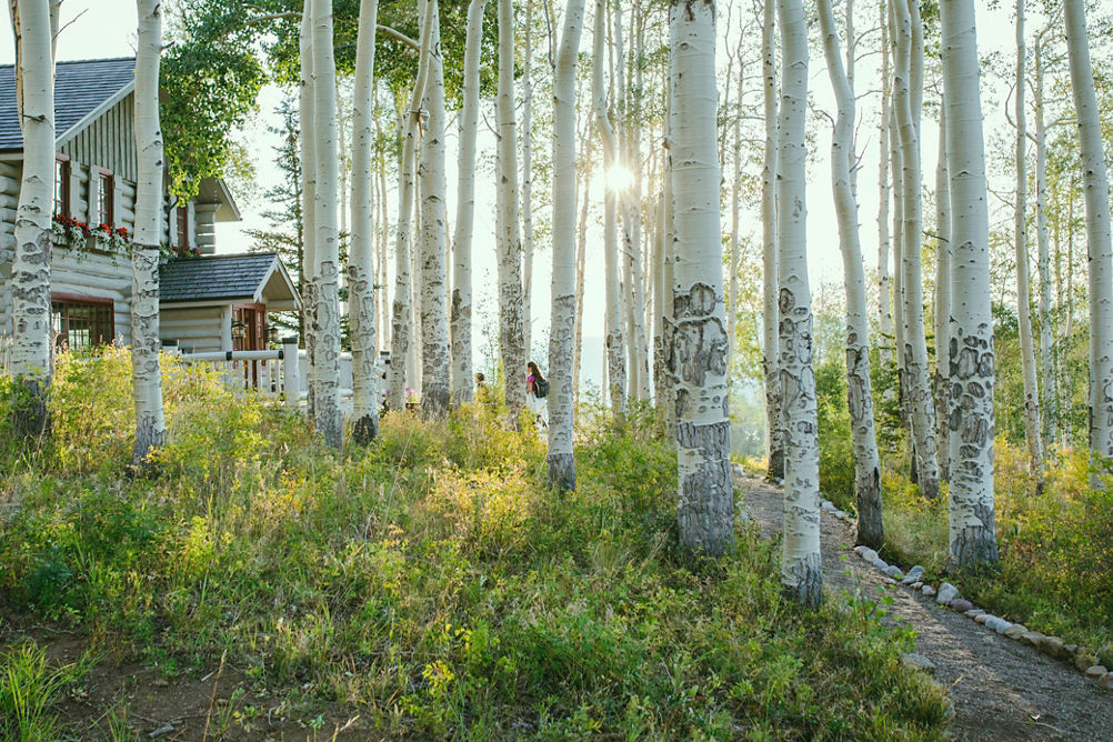 Aspen trees in nature in Beaver Creek, CO.