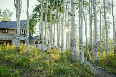 Aspen trees in nature in Beaver Creek, CO.