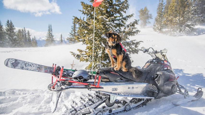 Avalanche dogs in action in Keystone, CO.