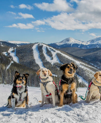 Avalanche dogs in action in Keystone, CO.