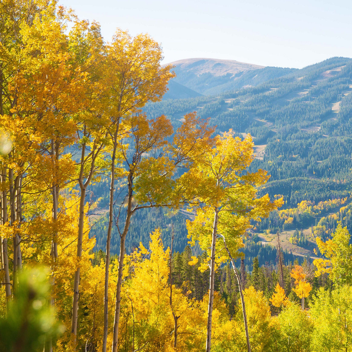 Foliage. The leaves changing signaling the start of winter in Keystone, CO.