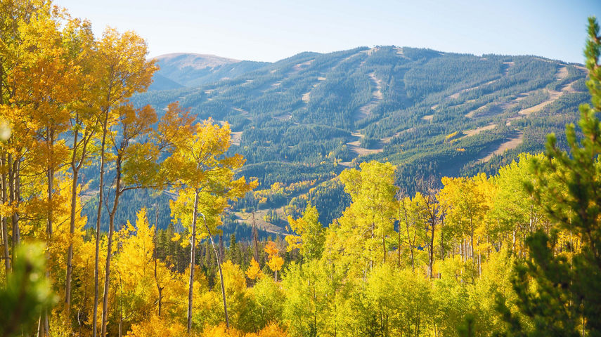 Foliage. The leaves changing signaling the start of winter in Keystone, CO.