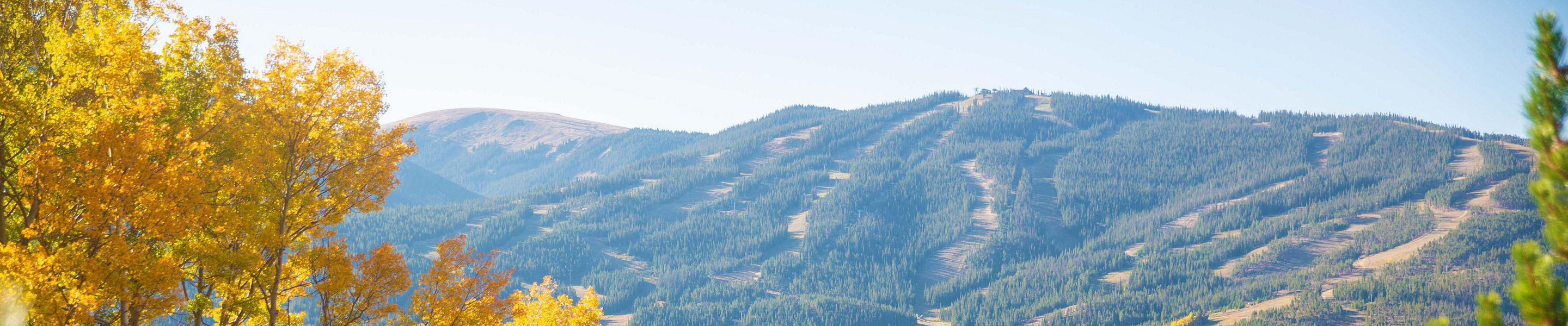 Foliage. The leaves changing signaling the start of winter in Keystone, CO.