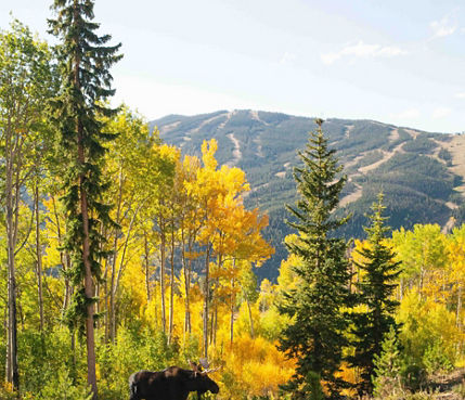 Two moose walk around the changing fall leaves near Keystone, CO.