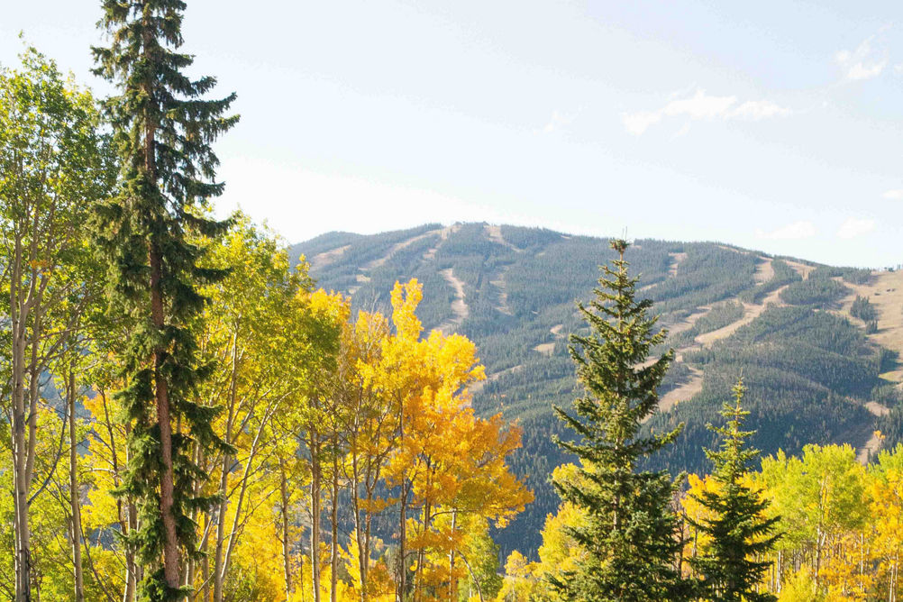 Two moose walk around the changing fall leaves near Keystone, CO.