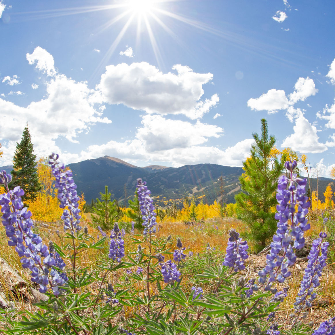 Flowers shine in the light while fall leaves change, signaling the start of winter in Keystone, CO.