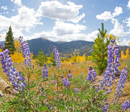 Flowers shine in the light while fall leaves change, signaling the start of winter in Keystone, CO.