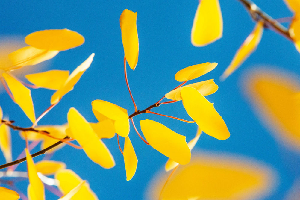 Foliage. The leaves changing signaling the start of winter in Keystone, CO.