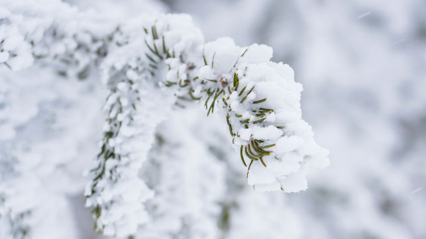 Snow cakes on evergreen tree in Keystone, CO.