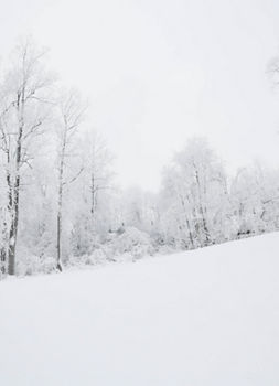 Snowy Trees Ski Run at Liberty Mountain