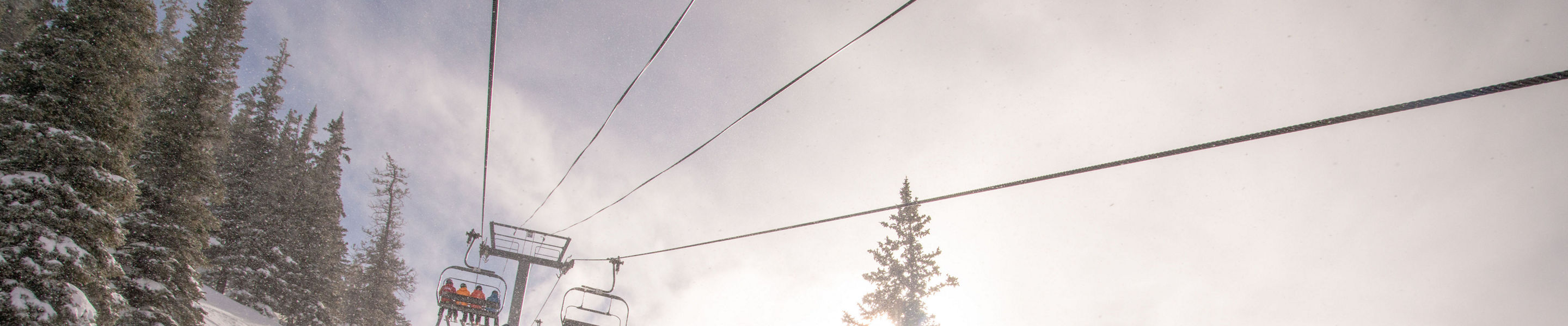 Early Morning Silver Queen