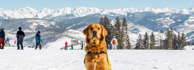 Willy, the Mountain Safety Dog at Beaver Creek