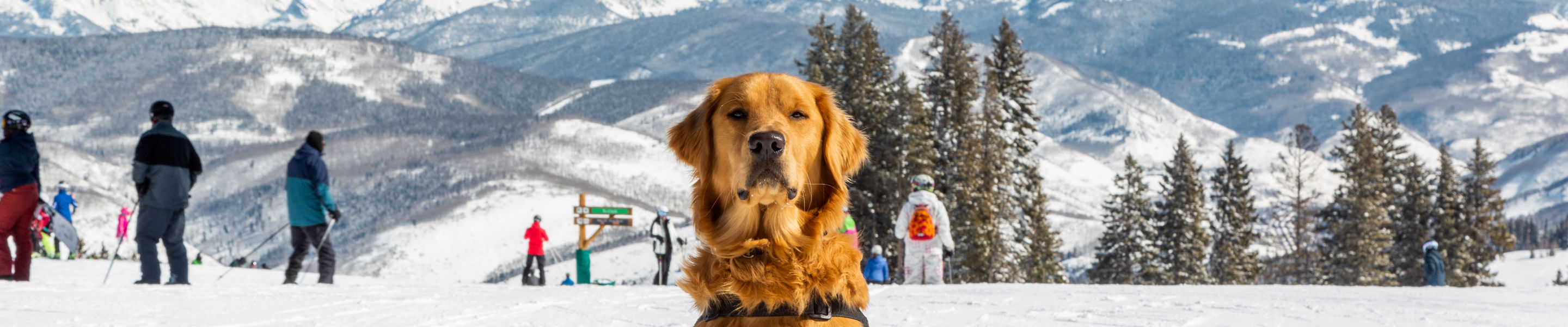 Willy, the Mountain Safety Dog at Beaver Creek
