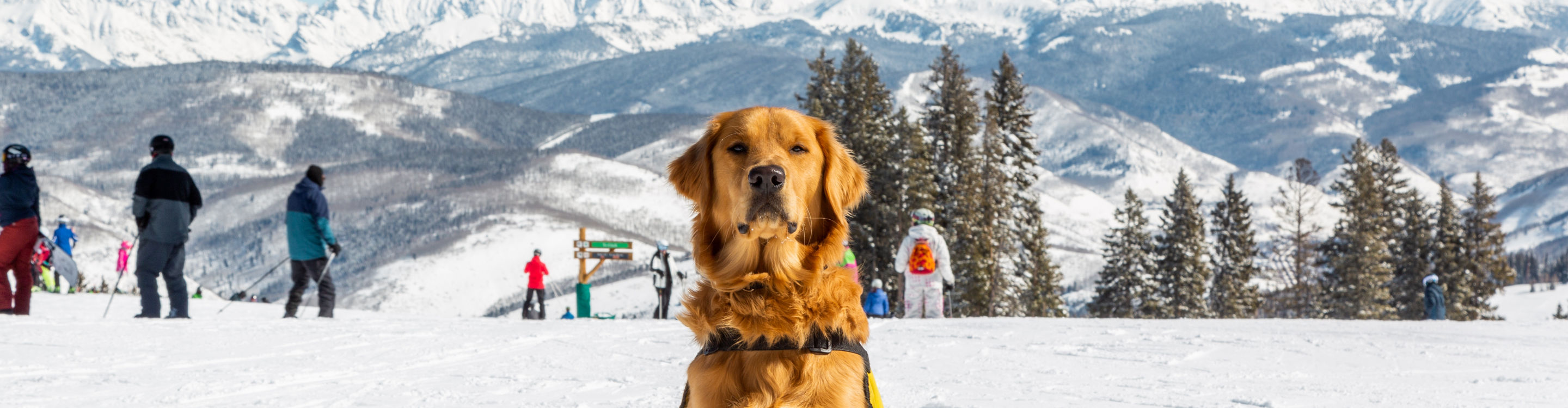 Willy, the Mountain Safety Dog at Beaver Creek