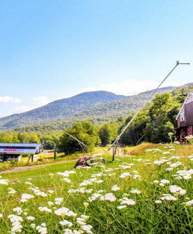 Field of Wildflowers on Wildcat Mountain