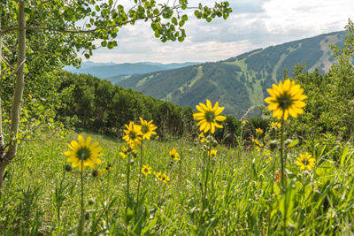 Wildflower Views from Larkspur Bowl at Beaver Creek