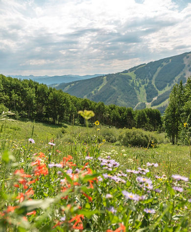 Wildflower Views from Larkspur Bowl at Beaver Creek