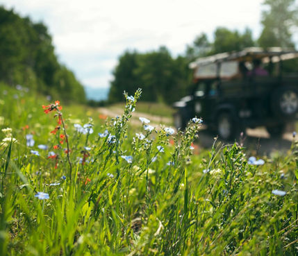 Wildflowers Blooming on Larkspur during a 4x4 Mountain Tour in Beaver Creek, CO