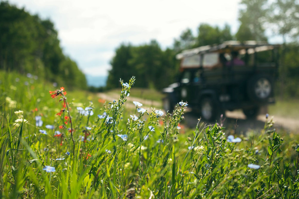 Wildflowers Blooming on Larkspur during a 4x4 Mountain Tour in Beaver Creek, CO