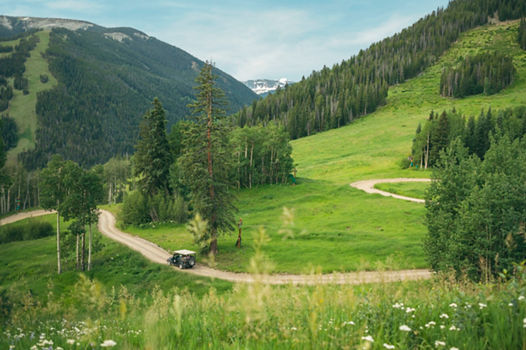 4x4 Heads Down Larkspur in Beaver Creek, CO