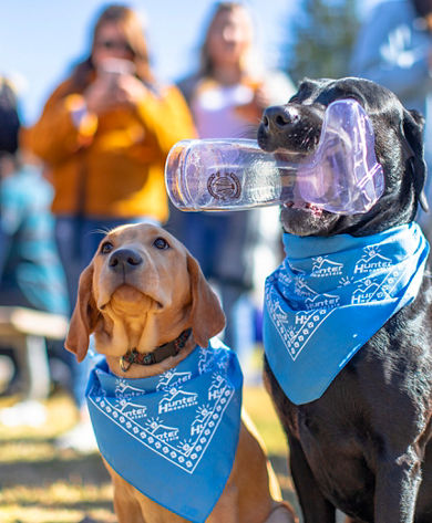 Dogs Holding Beer Boot at Oktoberfest at Hunter Mountain