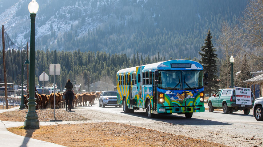 Fall Cattle Drive through Crested Butte