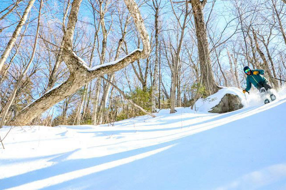 Skier Turns Through Fresh Snow in Trees at Wildcat Mountain