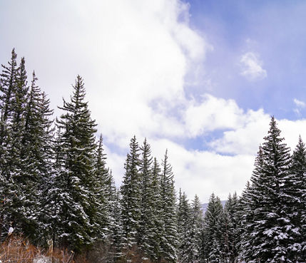 Snow-covered pine trees at Vail