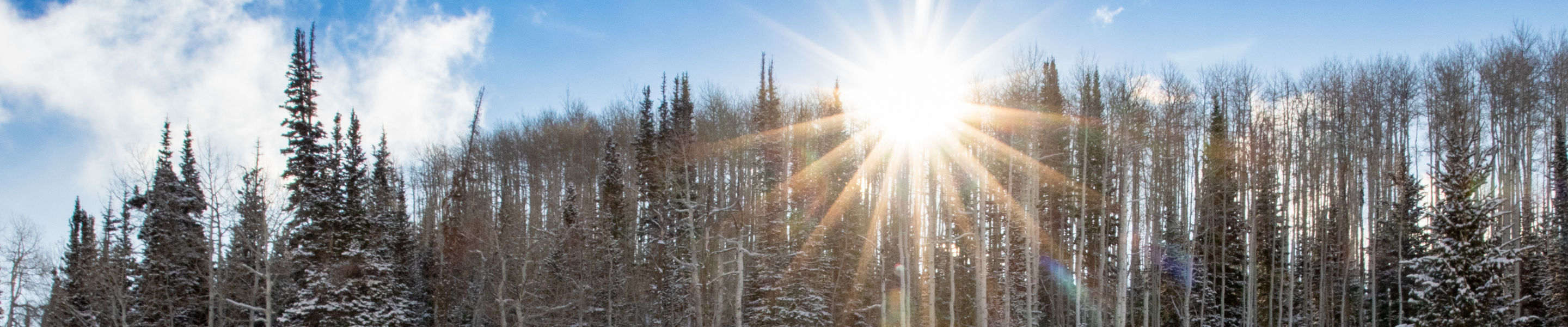 Cats & Groomers at Park City