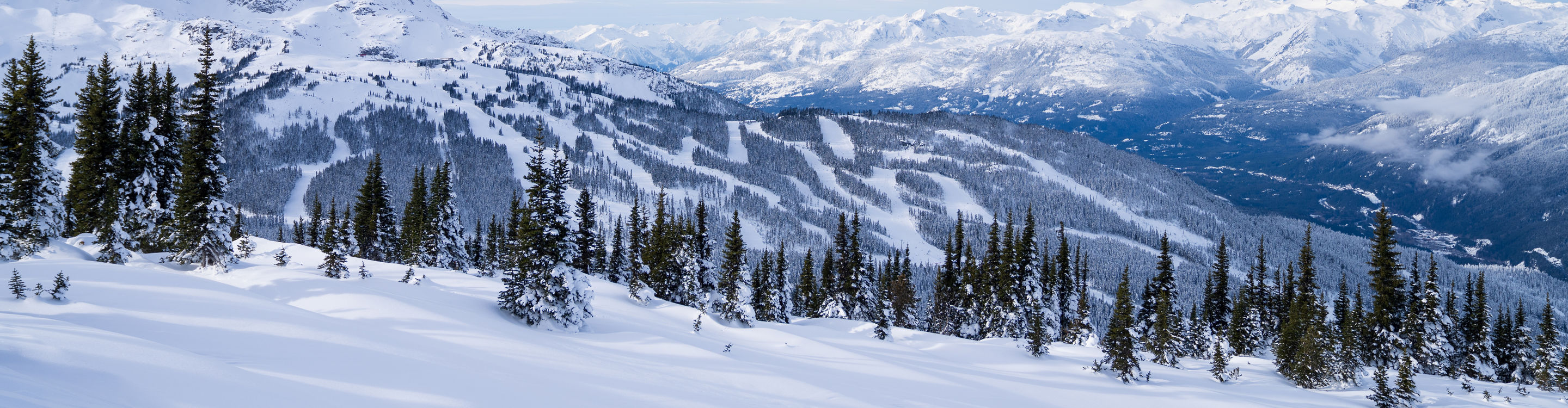 Gorgeous view of trees and mountains at Whistler Blackcomb 