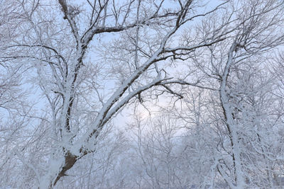 Snow covered trees at Snow Creek