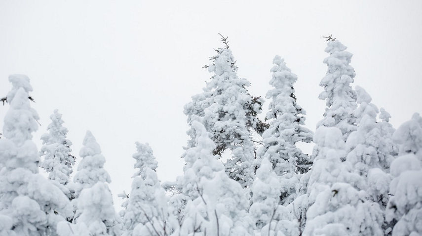 Snow-covered trees at Stowe
