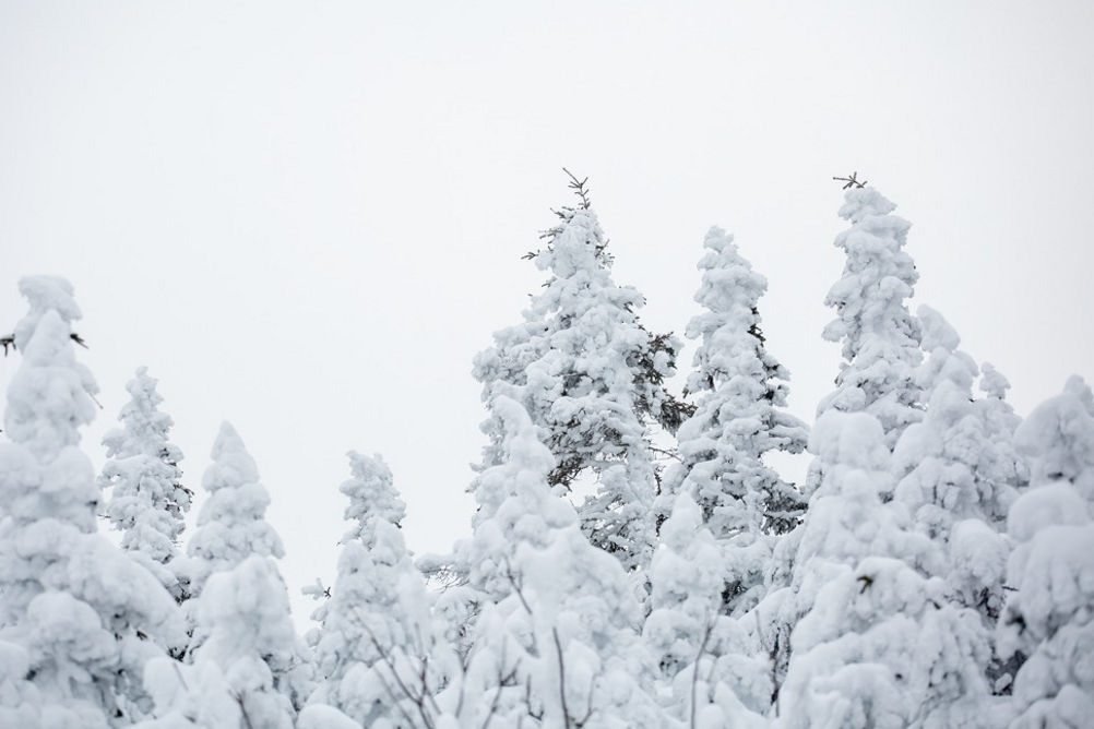 Snow-covered trees at Stowe