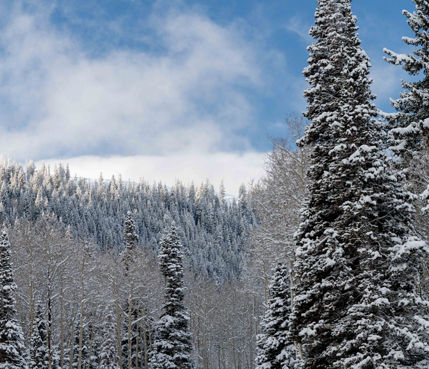 Snow Covered Tree on McConkeys at Park City