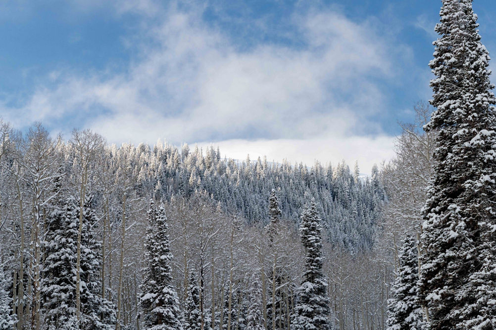 Snow Covered Tree on McConkeys at Park City