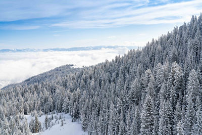 Snow Covered Tree on McConkeys at Park City